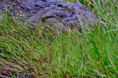 DSCF7786