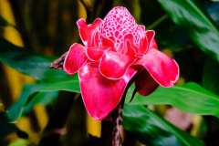 DSCF6066