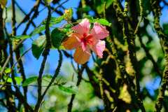 DSCF6068
