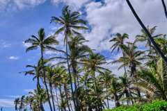 DSCF6223