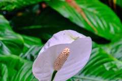 DSCF4521