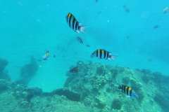 DCIM100GOPROGOPR0175.JPG