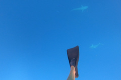 Screenshot_20221127_115001_Gallery