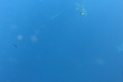 Screenshot_20221127_115145_Gallery