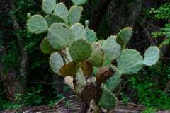 DSCF8247