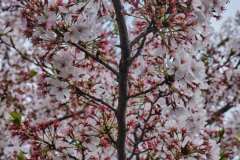 DSCF0020